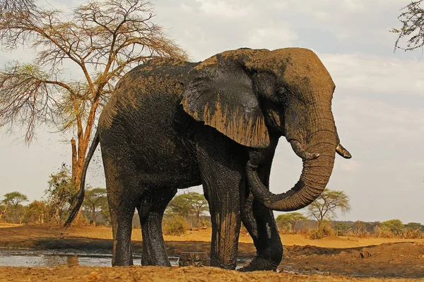 Afrikanischer Elefant Loxodonta Africana Erwachsene Die Wasser Versprühen Watherhole Der — Stockfoto