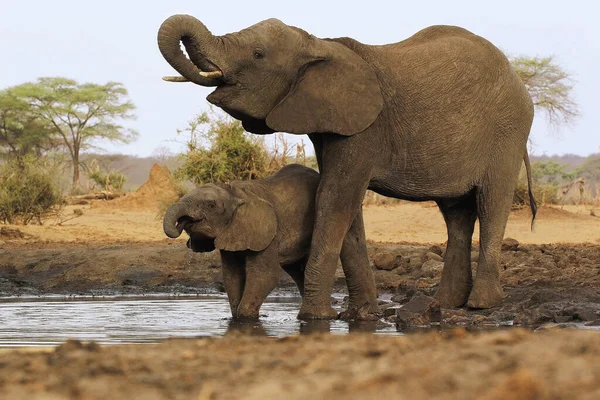 African Elephant Loxodonta Africana Eau Potable Des Femelles Des Veaux — Photo