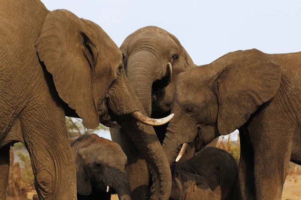 Afrikai Elefánt Loxodonta Africana Fejek Közelsége Tuskokkal Chobe Folyó Közelében — Stock Fotó