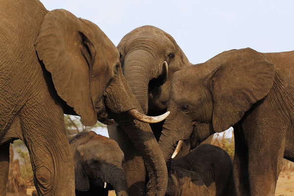 African Elephant, loxodonta africana, Close up of Heads with Tusks, Near Chobe River, Botswana