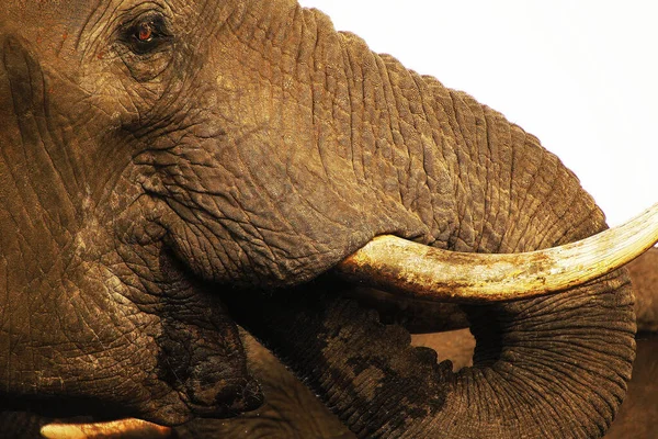 Éléphant Afrique Loxodonta Africana Gros Plan Head Tusks Trump Près — Photo