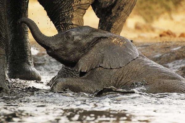 Słoń Afrykański Loxodonta Africana Cielę Kąpiące Się Watherhole Pobliżu Rzeki — Zdjęcie stockowe