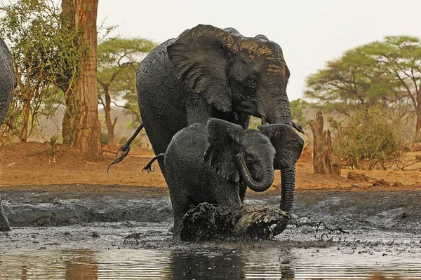 Elefante Africano Loxodonta Africana Acqua Potabile Femminile Vitello Presso Waterhole — Foto Stock