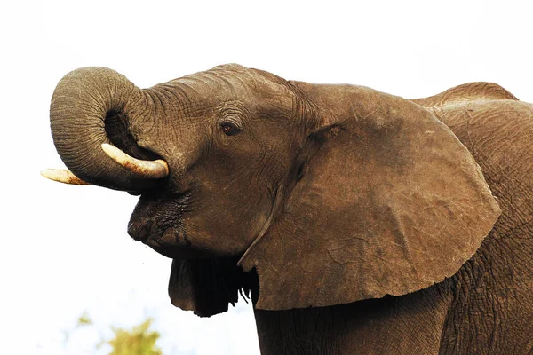 Elefante Africano Loxodonta Africana Água Potável Para Adultos Waterhole Perto — Fotografia de Stock
