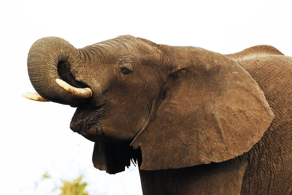 African Elephant, loxodonta africana, Adult drinking water at Waterhole, Near Chobe River, Botswana