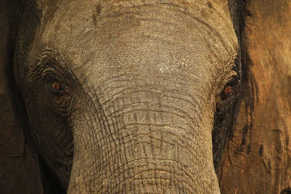 Elefante Africano Loxodonta Africana Close Head Perto Rio Chobe Botsuana — Fotografia de Stock