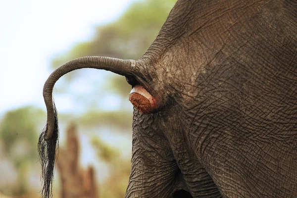 Elefante Africano Loxodonta Africana Acercamiento Del Fondo Defecating Cerca Del — Foto de Stock