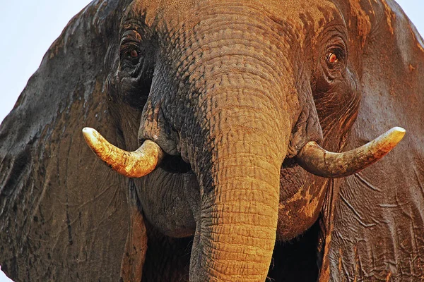 Elefante Africano Loxodonta Africana Close Cabeça Com Presas Perto Rio — Fotografia de Stock