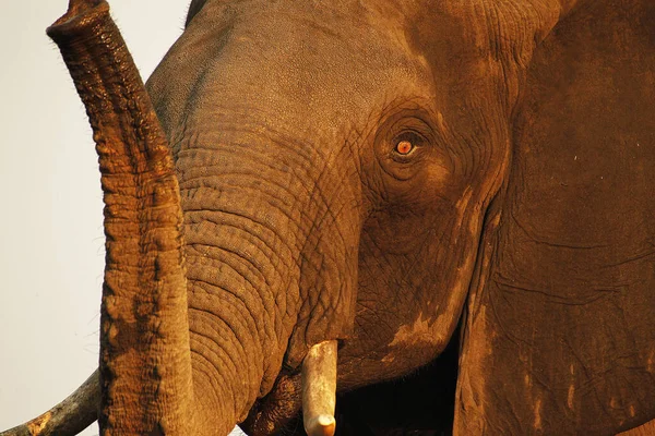 Éléphant Afrique Loxodonta Africana Gros Plan Head Tusks Trump Près — Photo
