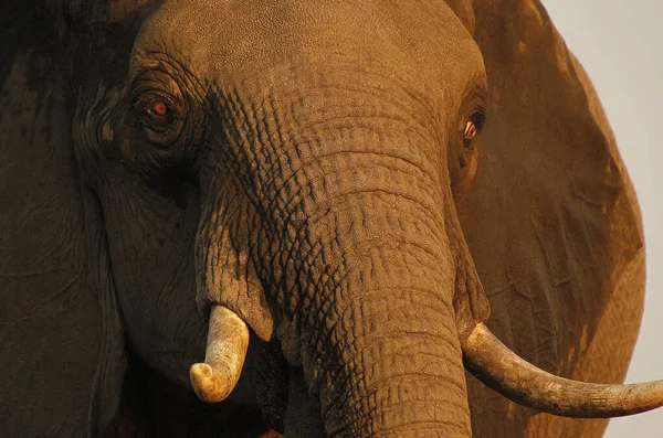 Elefante Africano Loxodonta Africana Acercamiento Cabeza Con Tobillos Cerca Del —  Fotos de Stock