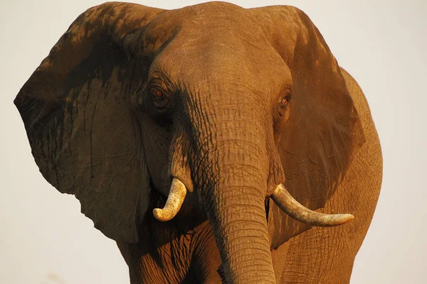 Elefante Africano Loxodonta Africana Cabeça Com Presas Perto Rio Chobe — Fotografia de Stock