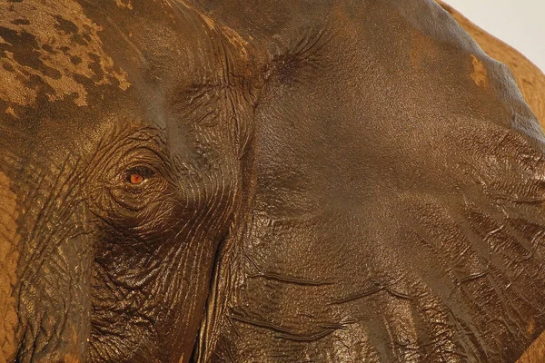 Słoń Afrykański Loxodonta Africana Blisko Głowy Okiem Uszami Blisko Rzeki — Zdjęcie stockowe