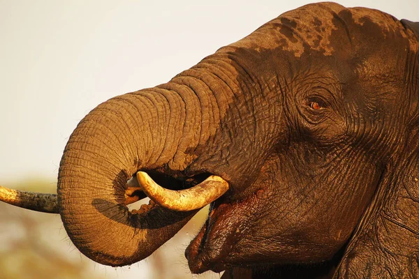Elefante Africano Loxodonta Africana Close Head Com Tusks Trump Perto — Fotografia de Stock