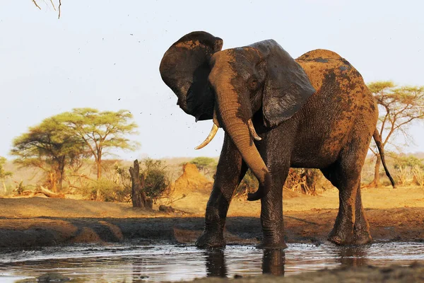 Afrikai Elefánt Loxodonta Africana Felnőtt Permetező Víz Watherhole Közel Chobe — Stock Fotó