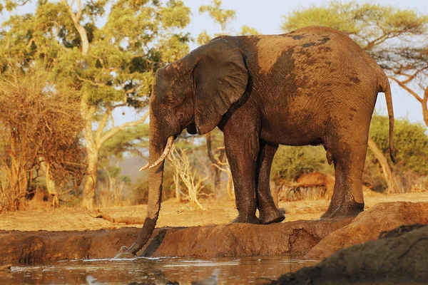 Elefante Africano Loxodonta Africana Agua Potable Para Adultos Waterhole Cerca — Foto de Stock