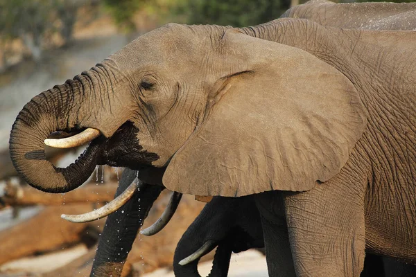 Elefante Africano Loxodonta Africana Agua Potable Grupo Waterhole Cerca Del — Foto de Stock