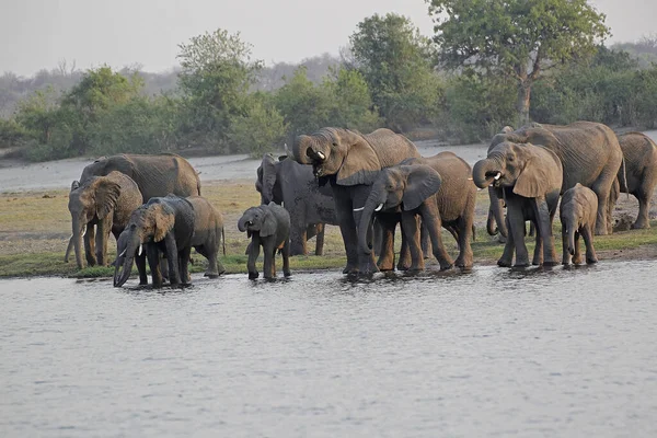 Elefante Africano Loxodonta Africana Cabaña Bebiendo Río Chobe Botswana —  Fotos de Stock