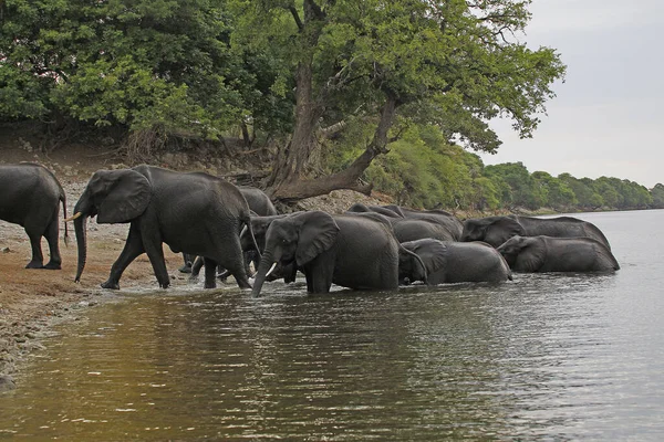 African Elephant Loxodonta Africana Herd Crossing Chobe River Μποτσουάνα — Φωτογραφία Αρχείου