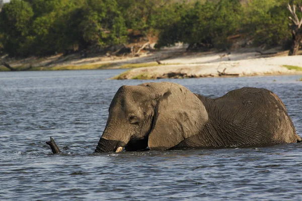 Африканский Слон Loxodonta Africana Пересечение Реки Чобе Ботсвана — стоковое фото