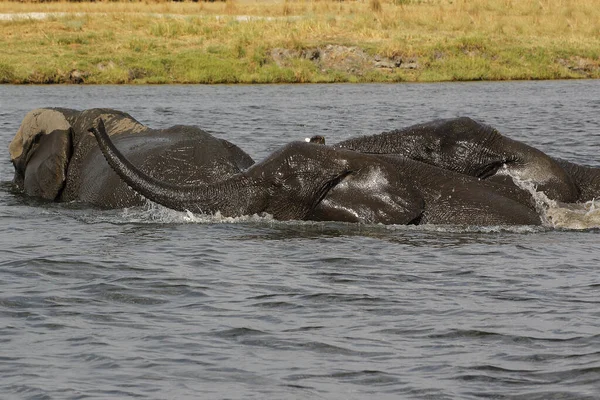 African Elephant Loxodonta Africana Group Crossing Chobe River Μποτσουάνα — Φωτογραφία Αρχείου