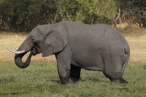 Słoń Afrykański Loxodonta Africana Dorosły Stojący Bagnach Rezerwat Moremi Delta — Zdjęcie stockowe