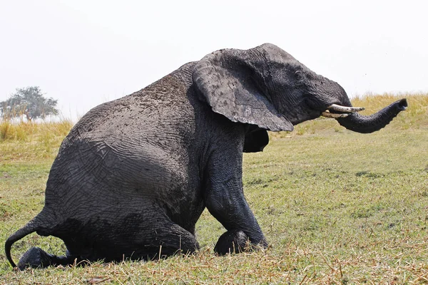African Elephant Loxodonta Africana Adult Moremi Reserve Okavango Delta Στη — Φωτογραφία Αρχείου