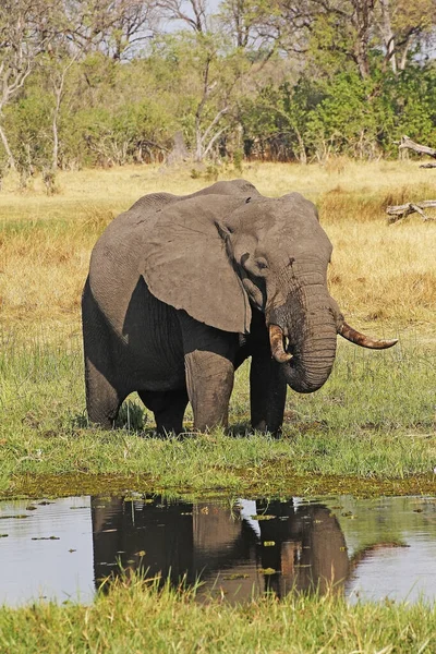 Elefante Africano Loxodonta Africana Adulto Pie Pantano Reserva Moremi Delta — Foto de Stock
