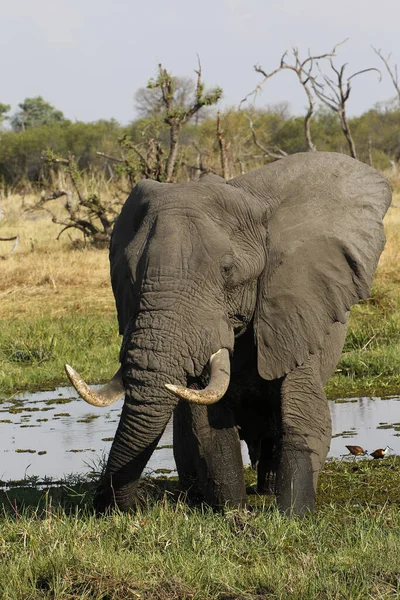 Elefante Africano Loxodonta Africana Adulto Pântano Reserva Moremi Delta Okavango — Fotografia de Stock