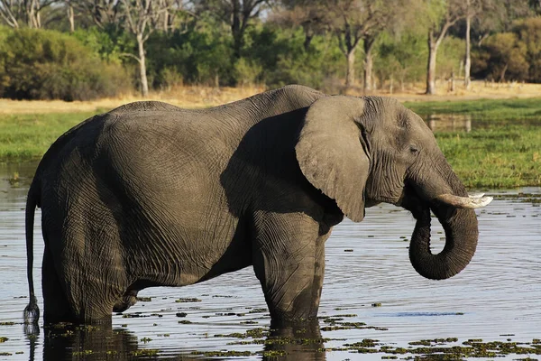 Elefante Africano Loxodonta Africana Adulto Bebendo Água Rio Khwai Reserva — Fotografia de Stock