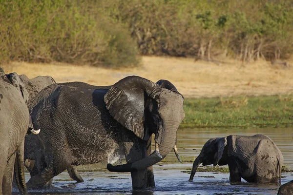 Elefante Africano Loxodonta Africana Madre Ternera Bañándose Río Khwai Reserva —  Fotos de Stock