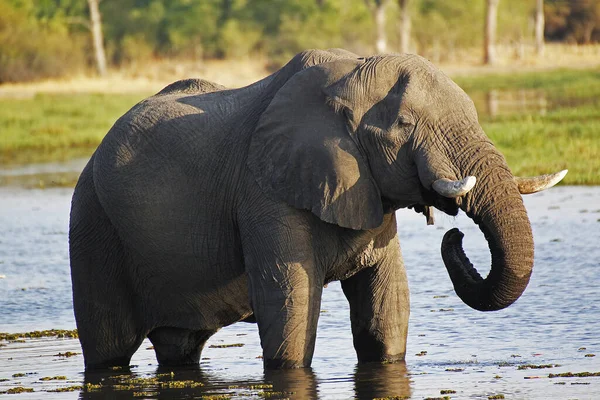 Elefante Africano Loxodonta Africana Água Potável Para Adultos Rio Khwai — Fotografia de Stock
