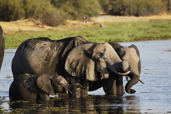 Elefante Africano Loxodonta Africana Madre Ternera Río Khwai Reserva Moremi —  Fotos de Stock