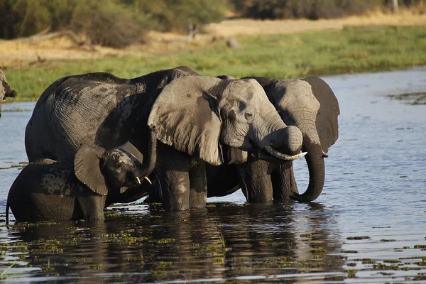 Elefante Africano Loxodonta Africana Madre Ternera Río Khwai Reserva Moremi —  Fotos de Stock