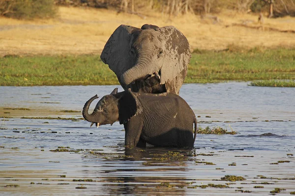 Elefante Africano Loxodonta Africana Madre Ternera Río Khwai Reserva Moremi — Foto de Stock