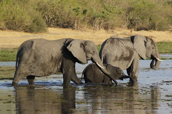 Elefante Africano Loxodonta Africana Mãe Bezerro Rio Khwai Reserva Moremi — Fotografia de Stock