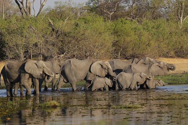 Elefante Africano Loxodonta Africana Rebaño Pie Agua Río Khwai Reserva —  Fotos de Stock