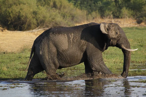 Elefante Africano Loxodonta Africana Adulto Pie Agua Río Khwai Reserva — Foto de Stock