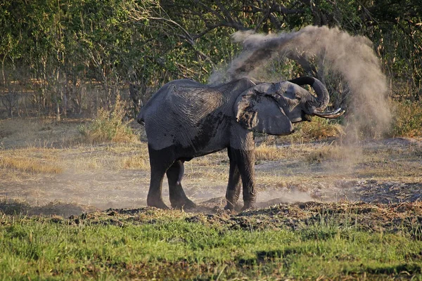African Elephant Loxodonta Africana Have Dust Bath Moremi Reserve Okavango — стокове фото
