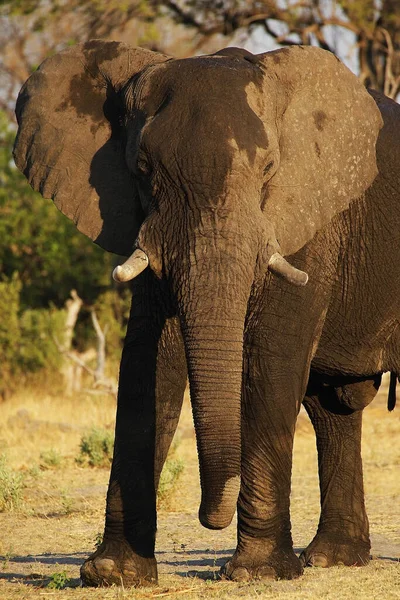 Africký Slon Loxodonta Africana Dospělý Moremi Reserve Okavango Delta Botswaně — Stock fotografie