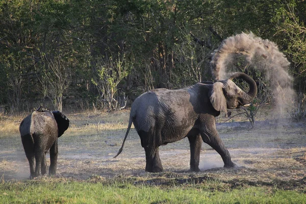 African Elephant Loxodonta Africana Have Dust Bath Moremi Reserve Okavango — стокове фото