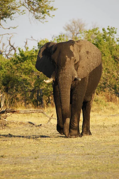 Africký Slon Loxodonta Africana Dospělý Moremi Reserve Okavango Delta Botswaně — Stock fotografie