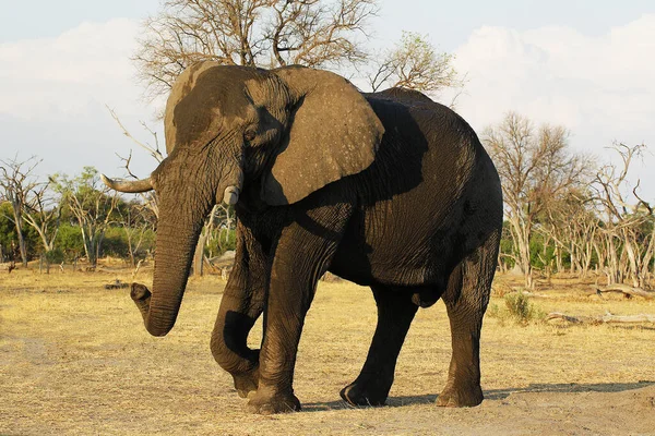 Elefante Africano Loxodonta Africana Adulto Reserva Moremi Delta Okavango Botsuana — Fotografia de Stock