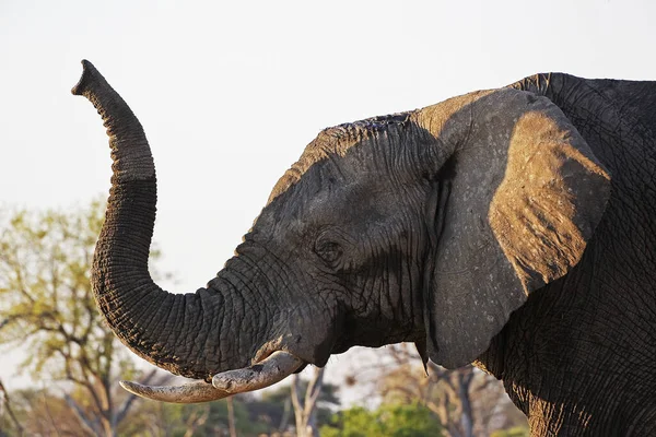 Elefante Africano Loxodonta Africana Cheiro Adulto Reserva Moremi Delta Okavango — Fotografia de Stock