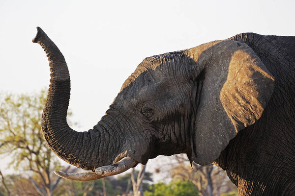 African Elephant, loxodonta africana, Adult smelling, Moremi Reserve, Okavango Delta in Botswana
