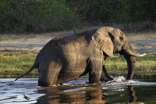 Elefante Africano Loxodonta Africana Adulto Pie Agua Río Khwai Reserva — Foto de Stock