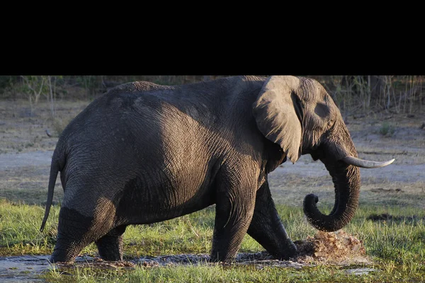 Elefante Africano Loxodonta Africana Adulto Pie Pantano Reserva Moremi Delta — Foto de Stock