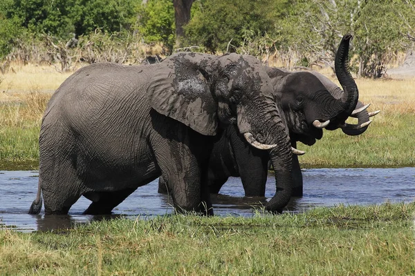 Elefante Africano Loxodonta Africana Gruppo Piedi Acqua Fiume Khwai Riserva — Foto Stock
