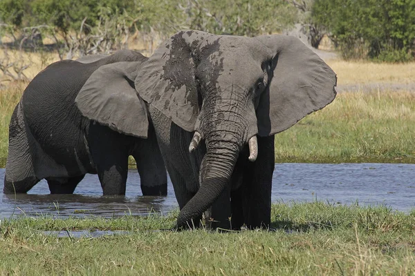 Elefante Africano Loxodonta Africana Adultos Pie Agua Río Khwai Reserva — Foto de Stock