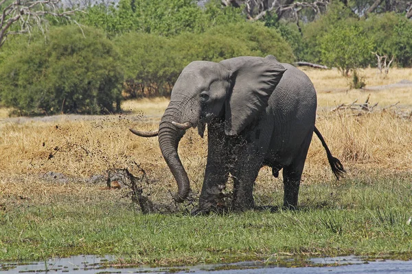 Słoń Afrykański Loxodonta Africana Wodzie Kąpieli Błotnej Moremi Reserve Okavango — Zdjęcie stockowe