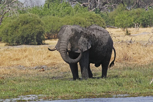 Eléphant Afrique Loxodonta Africana Baignant Dans Eau Boue Réserve Moremi — Photo